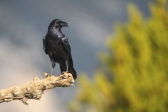 Common raven (Corvus corax) sitting on a dead branch, Pyrenees, Catalonia, Spain, Europe