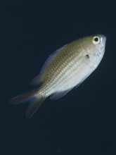 A single monkfish (Chromis chromis) swimming in the dark water, detailed scales clearly visible,