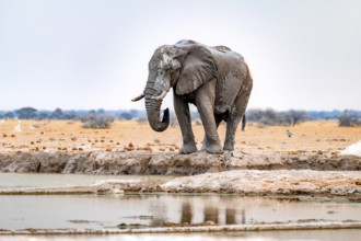 African elephant (Loxodonta africana), adult male, drinking at a waterhole, Nxai Pan National Park,