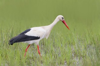 White stork (Ciconia ciconia) foraging on a wet meadow in the early morning, Wildlife, Ochsenmoor,