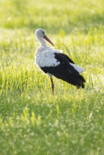 White stork (Ciconia ciconia) foraging in a meadow in the early morning, dew beads on the grass,