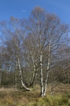 Bog birch (Betula pubescens), blue sky, Schwarzes Moor, near Fladungen, Bavarian Rhön Biosphere