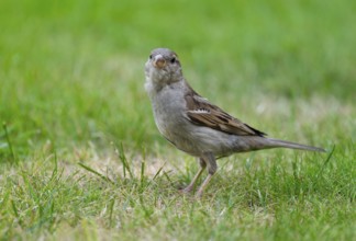 House sparrow (Passer domesticus), female foraging on a lawn in the garden, Lower Saxony, Germany,