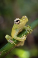 Glass frog (Centrolenidae) sitting on a stem, Heredia province, Costa Rica, Central America