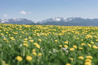 Dandelion in the Allgäu in front of the Alps and their beautiful mountains in Bavaria, Germany,