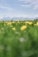 Dandelion in the Allgäu in front of the Alps and their beautiful mountains in Bavaria, Germany,