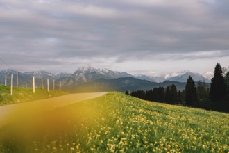 Dandelion in the Allgäu in front of the Alps and their beautiful mountains in Bavaria, Germany,