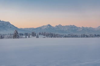 Deep snowy winter morning mood near Halblech in the foothills of the Alps in the Allgäu with the