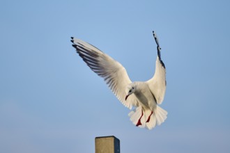 Black-headed gull (Chroicocephalus ridibundus) landing, Venice, Italy, Europe