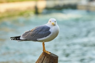 Yellow-legged gull (Larus michahellis) sitting on a wood, Venice, Italy, Europe