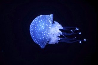 Bioluminescent Jellyfish Phyllorhiza punctata white-spotted jellyfish aka floating bell, Australian