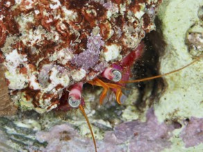 Close-up of a large red hermit crab (Dardanus Calidus) looking out of its shell in the