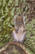 American grey squirrel (Sciurus carolinensis), sitting on a moss-covered tree trunk in the forest,