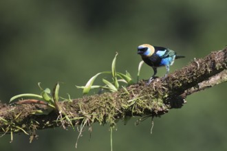 Purple-masked Tanager (Tangara larvata), Costa Rica, Central America