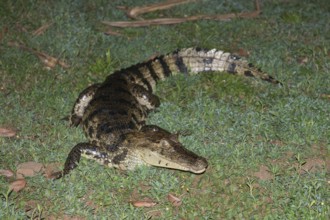 Crocodile caiman (Caiman crocodylus), Costa Rica, Central America