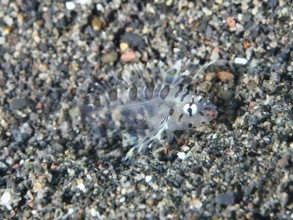 A tiny, almost transparent fish, Zebra Dwarf Lionfish (Dendrochirus zebra) juvenile, camouflaging