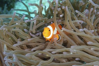 A single Ocellaris Clownfish (Amphiprion ocellaris) hiding between the tentacles of a sea anemone,