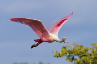 Roseate spoonbill (Ajaja ajaja), flying over a wooded area under a blue sky, Black Point Wildlife