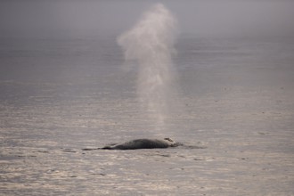 Blas, humpback whale (Megaptera novaeangliae), Barents Sea, Northeast Iceland, Svalbard and Jan