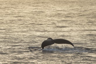 Fluke, diving humpback whale (Megaptera novaeangliae), Barents Sea, Northeast Iceland, Svalbard and