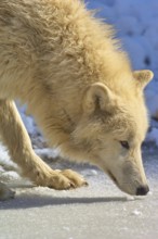 Arctic wolf (Canis lupus arctos), a white wolf sniffing in the snow, showing the beauty and