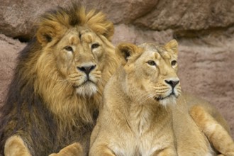 A lion and a lioness sit next to each other on a rock and look to the right, captive, Germany,