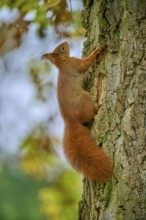 Eurasian squirrel (Sciurus vulgaris), climbing a tree in autumn. Its fluffy tail and brown fur are