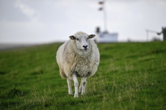 Sheep on a dyke, Pellworm Island, Schleswig-Holstein Wadden Sea National Park, North Frisia,