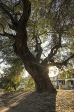 Ancient olive tree, Santa Maria Navarrese, Gulf of Orosei National Park, Baunei, Nuoro, Sardinia,