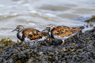 Two ruddy turnstones (Arenaria interpres), adults in breeding plumage foraging on rocky shore