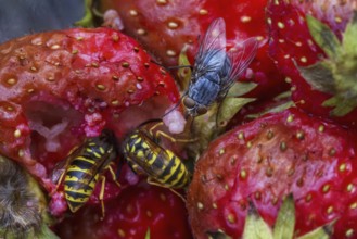 Wasps and flies eating rotten strawberries in garden