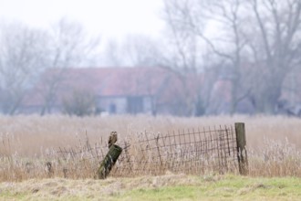 Short-eared owl (Asio flammeus) perched on fence post in field in front of farm on a misty evening