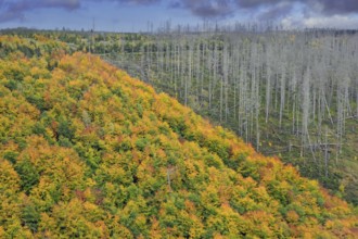 Mixed woodland next to dead spruce forest, destruction from European spruce bark beetle (Ips