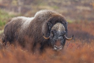 Musk ox (Ovibos moschatus), standing, frontal, in the rain, autumn tundra, mountains, Dovrefjell