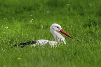 White stork (Ciconia ciconia) resting in meadow, grassland in spring