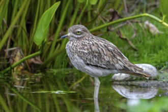 Eurasian stone-curlew, Eurasian thick-knee (Burhinus oedicnemus) foraging in shallow water of pond