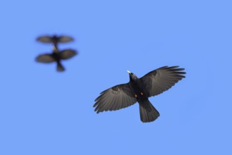 Three Alpine choughs, yellow-billed chough group (Pyrrhocorax graculus, Corvus graculus) in flight