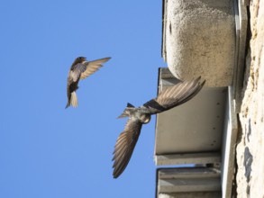 Common swift (Apus apus), adult pair in flight, one leaving its nest, the other landing at the nest