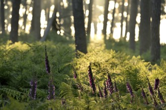 Common foxglove (Digitalis purpurea) in a sunny forest, Lower Rhine, North Rhine-Westphalia,