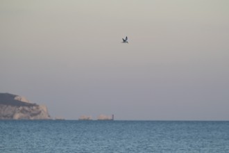 Sandwich tern (Thalasseus sandvicensis) adult bird flying over the sea with the The Needles