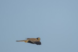 Common kestrel (Falco tinnunculus) adult falcon bird hovering in flight, England, United Kingdom,