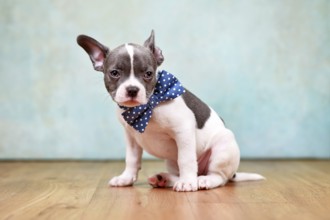 Cute pied French Bulldog puppy with one hanging ear and bow tie sitting in front of studio