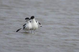 Pied avocet (Recurvirostra avosetta) two adult wading birds courting in a shallow lagoon in the