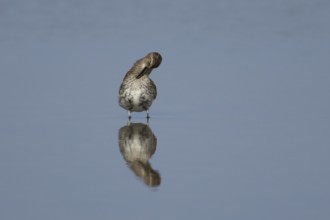 Dunlin (Calidris alpina) adult wading bird preening in a shallow lagoon Norfolk, England, United