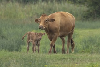 Domesticated cow or cattle (Bos taurus) adult farm animal mother with a baby young calf in a grass