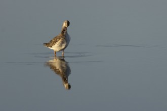 Ruff (Philomachus pugnax) adult wading bird preening in a shallow lagoon, Norfolk, England, United