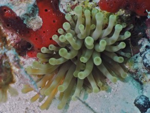 Green sea anemone, Condylactis gigantea, next to red sea sponges in an underwater landscape, dive