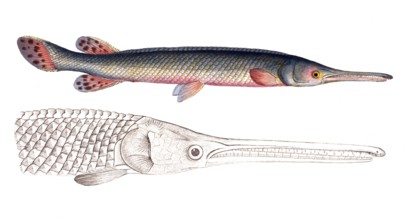 Fish, Fish, Genus of Pike, Esox osseus, Green Pike, Green Gar Fish, Historical, digitally restored