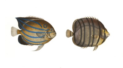 Fish, fishes, left: Genus butterflyfish, butterflyfish, Chaetodon annularis, the ring. right: genus