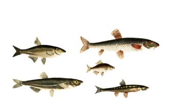 Fish, fish, top left: genus of carp fish, Cyprinus bipunctatus. top right: genus of carp fish,